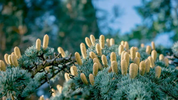 Photo Pine Tree Flowers Pine Young One Selective Focus Nature — Stock Photo, Image