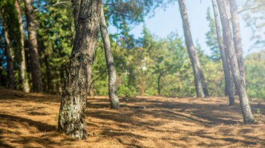 Fotoğraf ormanı ağaçları. doğa yeşil ahşap güneş ışığı arka planı