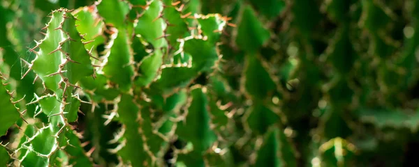 Foto Cactus Verde Con Enfoque Selectivo Fondo Borroso Planta Mediterránea — Foto de Stock