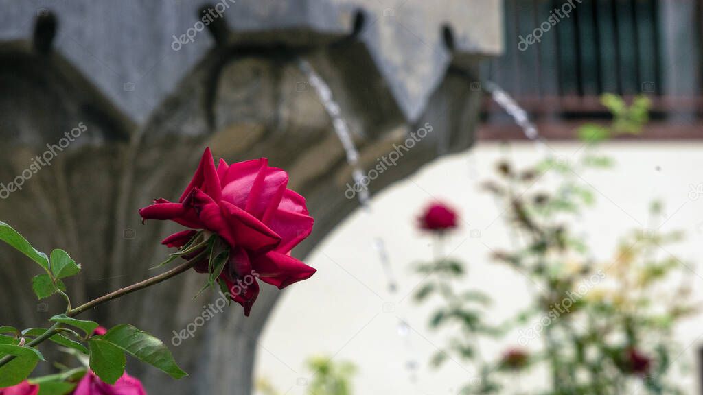 Rose and fountain Elements of decoration of the structure of the Khansarai or the Palace of the Crimean Khans The palace complex, built by the 1st Sahib-Girey in the city of Bakhchesaray in the Crimea.