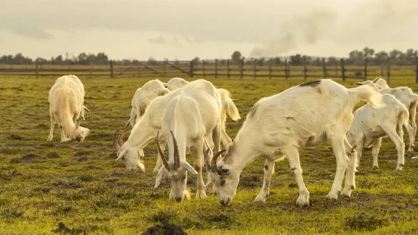 Foto Cabras Prado Con Hermoso Cielo Día Del Autum —  Fotos de Stock