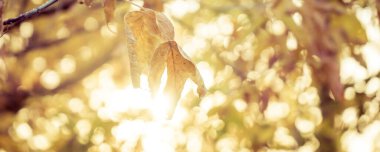 Banner Renkli sonbahar zamanı ormanda, güneş yaprakların arasından parlıyor.