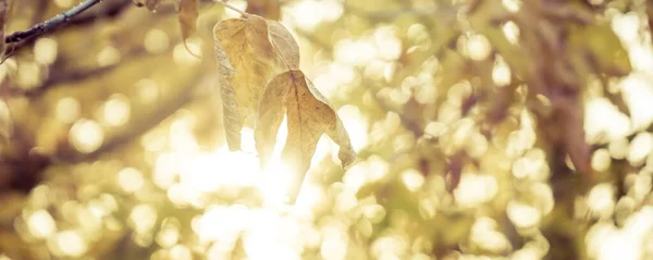 Banner Colorful autumn time in the forest, the sun shines through the foliage. — Stock Photo, Image