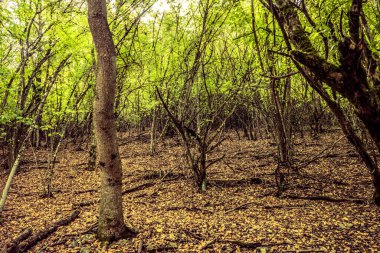 Yapraklarla çerçevelenmiş taze yeşil yaprak ağaçlarından oluşan manzaralı bir orman. Güneş, sıcak ışınlarını yeşilliklere saçıyor.