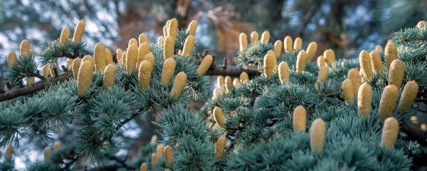 Flores de pino. Pino joven uno enfoque selectivo, antecedentes de la naturaleza. — Foto de Stock