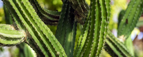 Foto Fundo Verde Por Caules Gordurosos Espinhos Espinhosos Cereus Peruvianus — Fotografia de Stock