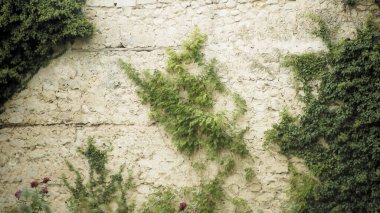 Taş duvar ve yeşil bitkiler