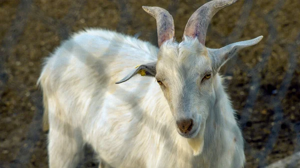 Lovely White Goat Little White Goats Cute Funny — Stock Photo, Image