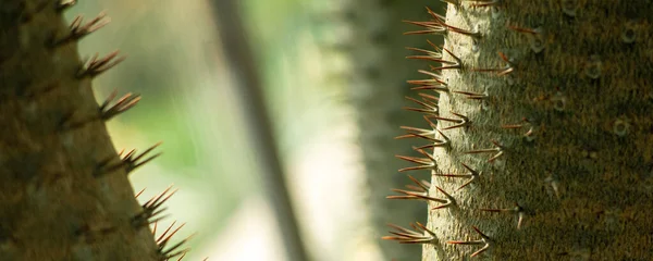 Foto Banner Textura Con Cactus Espinoso Verde — Foto de Stock