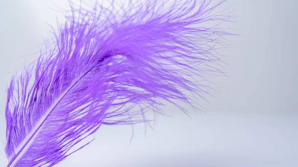 Photo of Purple Feathers · Free Stock Photo