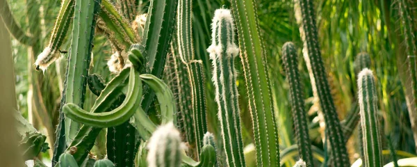 Foto Fundo Verde Por Caules Gordurosos Espinhos Espinhosos Cereus Peruvianus — Fotografia de Stock