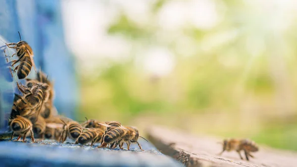 Abeilles de retour dans la ruche après une période de récolte intense — Photo