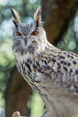 Esaret altında tutulan bir baykuşun yakın çekimi