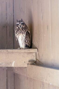 Kafesteki fotoğraf baykuşu. Yırtıcı kuşları esir tutmak.