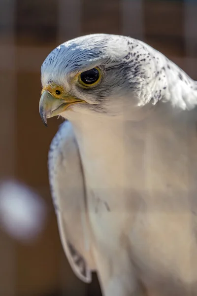 Gros plan d'un oiseau de proie assis derrière les barreaux d'une cage — Photo