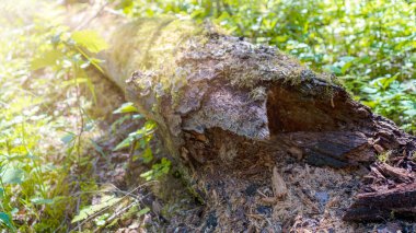 Güneş, güzel bir tayga ormanında kirlenmiş bir ağacı aydınlatır. Kuzey Kutup Dairesi 'nin ötesine seyahat et..