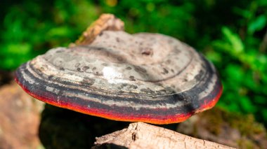 Güzel bir tayga ormanında, kirlenmiş bir ağaçta büyüyen mantar. Kuzey Kutup Dairesi 'nin ötesine seyahat et..