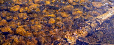 Bir dağ nehrinin sularının altında çakıl ve kütükler