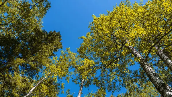 A natureza da taiga. Lindas paisagens florestais de verão com abetos e bétulas olhando para o céu azul. — Fotografia de Stock