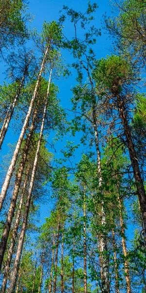 A natureza da taiga. Lindas paisagens florestais de verão com abetos e bétulas olhando para o céu azul. Formato vertical. — Fotografia de Stock