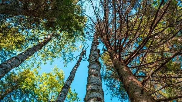 Foto Natureza Taiga Lindas Paisagens Florestais Verão Com Abetos Bétulas — Fotografia de Stock