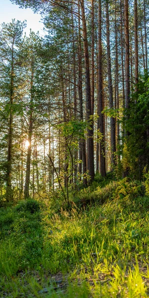Foto Natureza Taiga Lindas Paisagens Florestais Verão Com Abetos Formato — Fotografia de Stock