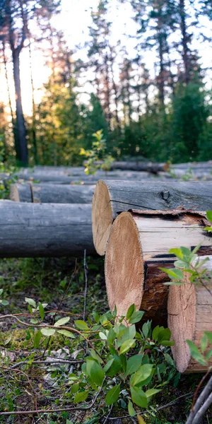 Foto Woodpile Madeira Cortada Para Indústria Florestal — Fotografia de Stock