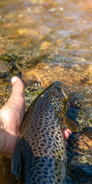 Hermosa Trucha Arroyo Capturado Durante Pesca Con Mosca — Foto de Stock