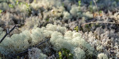 Tayga ormanında beyaz yosun. Kapat..