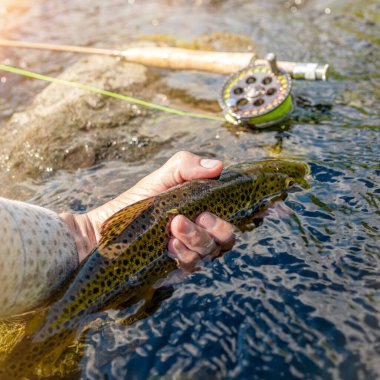 Sinek avlarken yakalanan güzel alabalık..