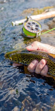 Sinek avlarken yakalanan güzel alabalık..