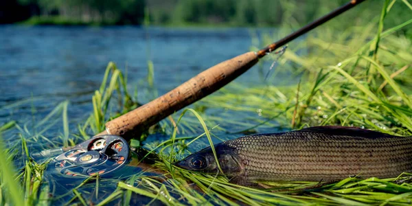 Foto Grayling Río Salvaje Pesca Mosca Grises — Foto de Stock