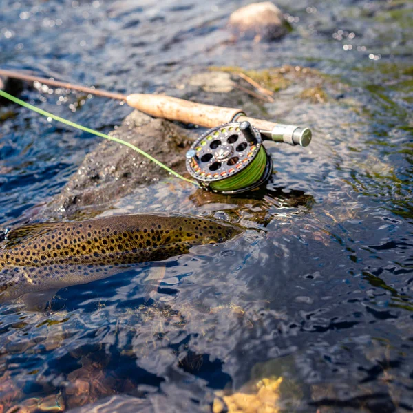 Foto Hermosa Trucha Arroyo Capturada Durante Pesca Con Mosca — Foto de Stock