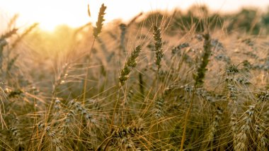 Gün batımında olgunlaşmış sarı buğday tarlaları. Kırsal çayırlarda güneş ışınlarını ufukta belirliyor.