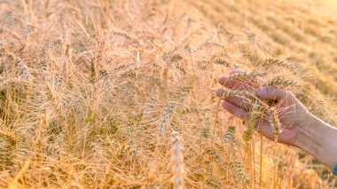Bir adamın eli, hasat zamanı tarlada olgunlaşmış buğday başaklarını tutar. Zengin hasat.