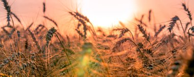 Gün batımında olgunlaşmış sarı buğday tarlaları. Kırsal çayırlarda güneş ışınlarını ufukta belirliyor.