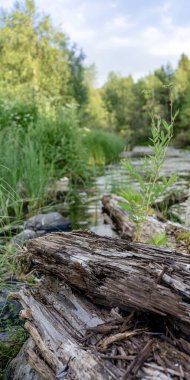 Güneş ışınlarında nemli, sık ormanlarda küçük bir nehir. Bankalar arasında hızlı su akıntısı, yeşil çimenler ve yosunlarla kaplanmış. Tayga nehrinde çağlayan.