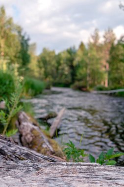Güneşli bir günde nemli ve sık bir ormanda küçük bir nehir. Kıyıların arasında yeşil çimenler ve yosunlarla kaplanmış akan bir su akıntısı var..