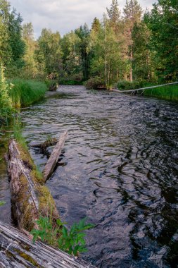 Tayga ormanının üzerinde renkli günbatımı gökyüzü. Doğal yaz geçmişi