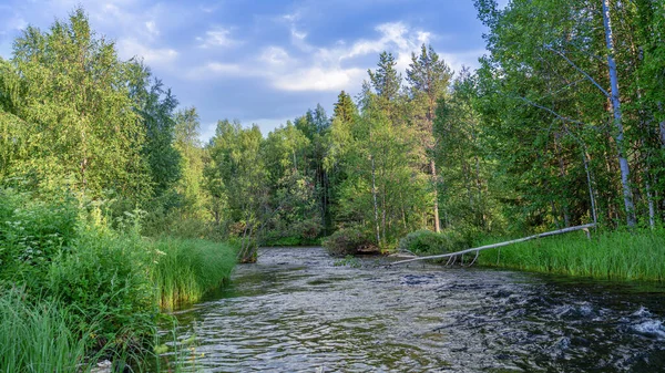 Taiga ormanındaki Foto River. Doğanın panoramik manzarası, yaz günü.