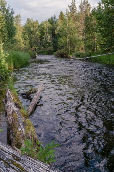 Tayga ormanının üzerinde renkli günbatımı gökyüzü. Doğal yaz geçmişi