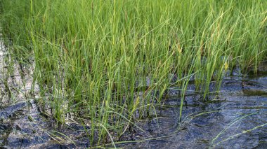 Suda çimenler var. Yakın plan..