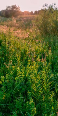 Yeşil çimen gün batımı. Bir yaz gününde güzel bir tarla.