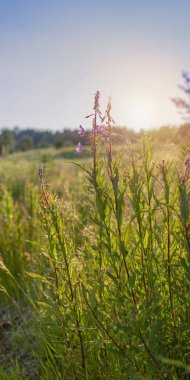 Yeşil çimen gün batımı. Bir yaz gününde güzel bir tarla.