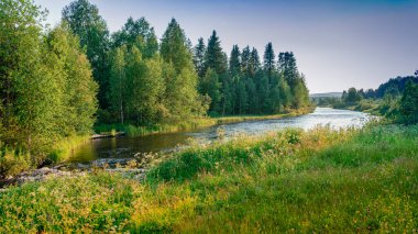 Gün batımı. Güneşli bir günde sık bir ormanda nehir. Kıyıların arasında yeşil otlarla kaplanmış akan bir su akıntısı var..