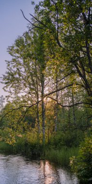 Gün batımı. Güneşli bir günde sık bir ormanda nehir. Kıyıların arasında yeşil otlarla kaplanmış akan bir su akıntısı var..