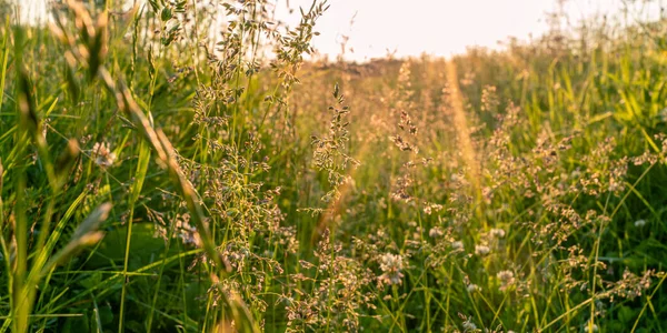 Foto Verde Puesta Sol Hierba Hermoso Campo Día Verano — Foto de Stock