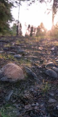 Gün batımında, Tayga ormanları arasında taşların ve yeşil otların bulunduğu pitoresk bir orman manzarası. Yaz.