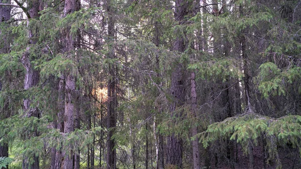 Foto Árvores Florestais Arborizadas Iluminadas Pela Luz Solar Dourada Antes — Fotografia de Stock