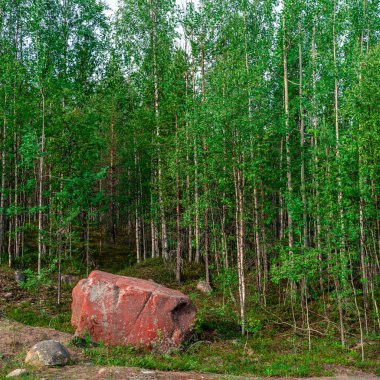 Ağaçlar ve çalılar arasında yeşil otlar bulunan büyük taşlı, fotografik orman manzarası. Büyük kaya parçasıyla canlı manzara.